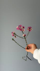 Wax Çiçeği — Pembe