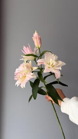 Lilyum Katmerli — Pembe