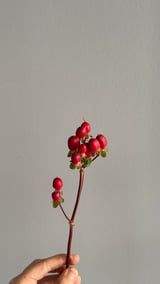 Hypericum — Kırmızı