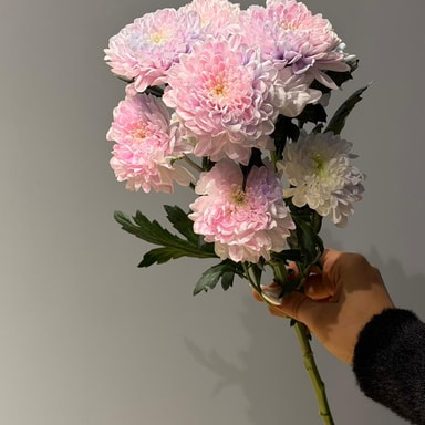 Krizantem Altaj (Çok Çiçekli)