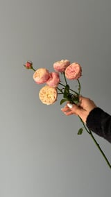 Royal Blush Spray Rose — Krem