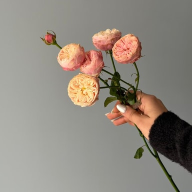 Royal Blush Saray Gülleri (Çok Çiçekli)