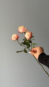 Prince Suki Spray Rose — Beyaz