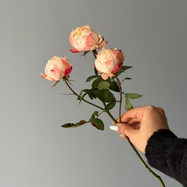 Prince Suki Saray Gülleri (Çok Çiçekli)