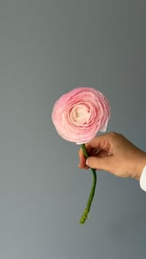 Ranunculus — Pembe