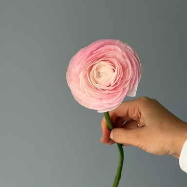 Ranunculus