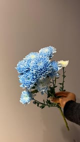 Krizantem Altaj — Deft Blue
