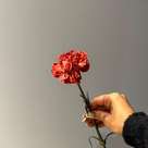 Carnation