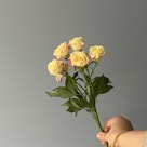 Reflex Spray Rose