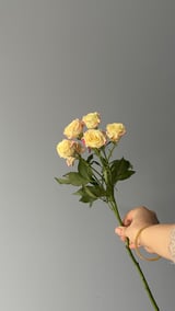Reflex Spray Rose — Krem