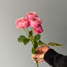 Silva Pink Spray Rose
