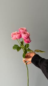Silva Pink Spray Rose — Pembe