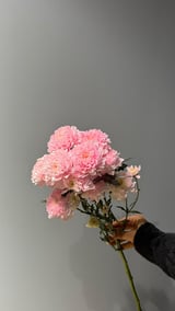 Krizantem Altaj — Light Pink
