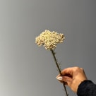 Ozothamnus