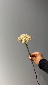 Ozothamnus — Pembe