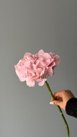 Ortanca — Pembe