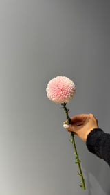 Krizantem Anastasia — Baby Pink