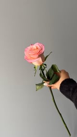 Rhoslyn — Pembe