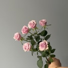 Leila Spray Rose