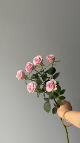 Leila Spray Rose — Lila