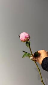 Şakayık — Pembe