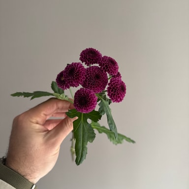 Krizantem Santini Purpetta (Çok Çiçekli)