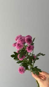 Krizantem Santini — Kismo Pink