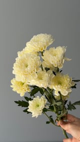 Krizantem Altaj — Yellow Blush
