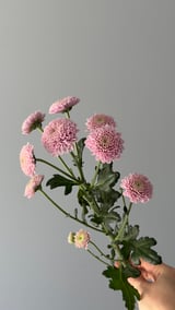 Krizantem Santini — Miller Pearl