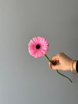 Gerbera — Pink