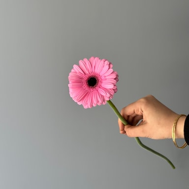 Gerbera