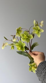 Helleborus — Yeşil