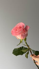 Hermosa — Pembe