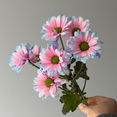 Krizantem (Çok Çiçekli)