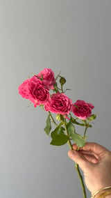 Lianne Spray Rose — Pembe