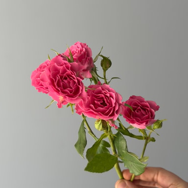 Lianne Spray Rose