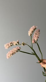 Limonyum — Pastel