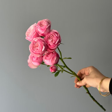 Mansfield Pink Park Spray Rose