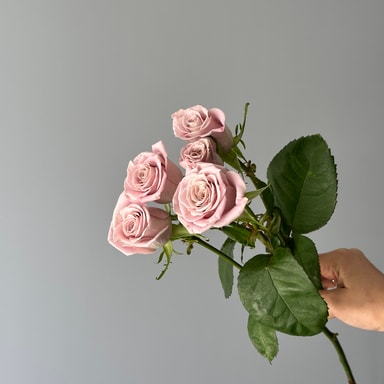 Menta Spray Rose