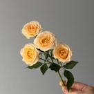 Rosenella Spray Rose