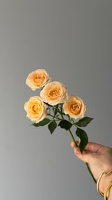 Rosenella Spray Rose — Krem