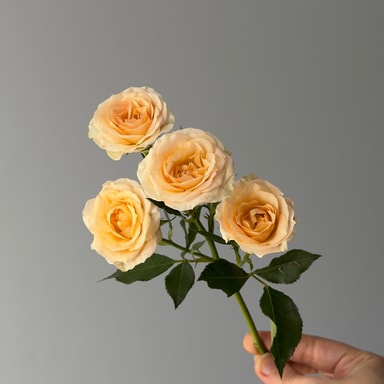 Rosenella Çardak Gül