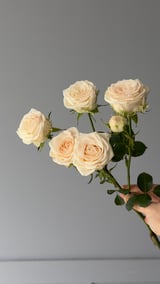 Sophie Spray Rose — Krem