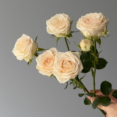 Sophie Saray Gülleri (Çok Çiçekli)