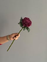 Krizantem Anastasia — Bigudi Red